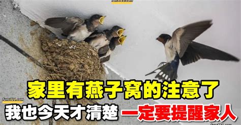 燕子飛進家裡怎麼辦|燕子來家裡築巢，預示著四件事，農民不要打也不要。